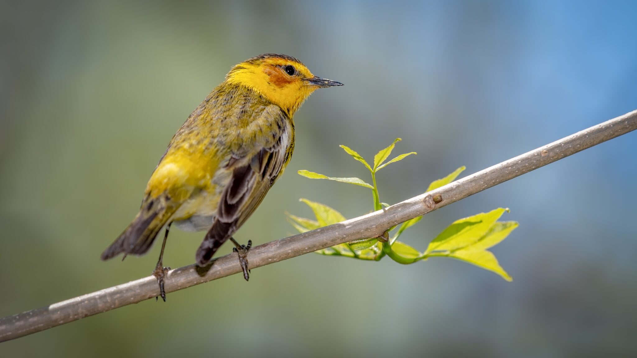 Passarinho amarelo pousado num galho, na mata